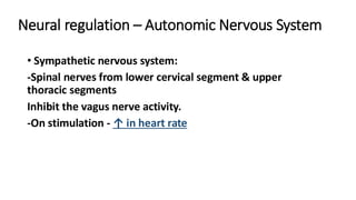 Neural regulation – Autonomic Nervous System
• Sympathetic nervous system:
-Spinal nerves from lower cervical segment & upper
thoracic segments
Inhibit the vagus nerve activity.
-On stimulation - ↑ in heart rate
 