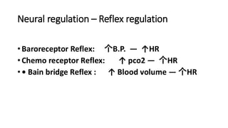 Neural regulation – Reflex regulation
•Baroreceptor Reflex: 个B.P. ― ↑HR
•Chemo receptor Reflex: ↑ pco2 ― 个HR
•• Bain bridge Reflex : ↑ Blood volume ― 个HR
 