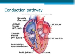 Conduction pathway
 