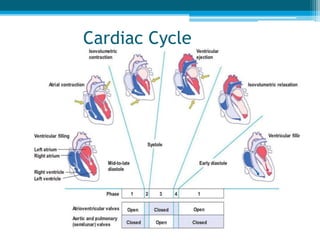 Cardiac Cycle
 