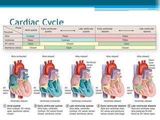 Cardiac Cycle
 