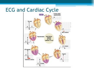 ECG and Cardiac Cycle
 