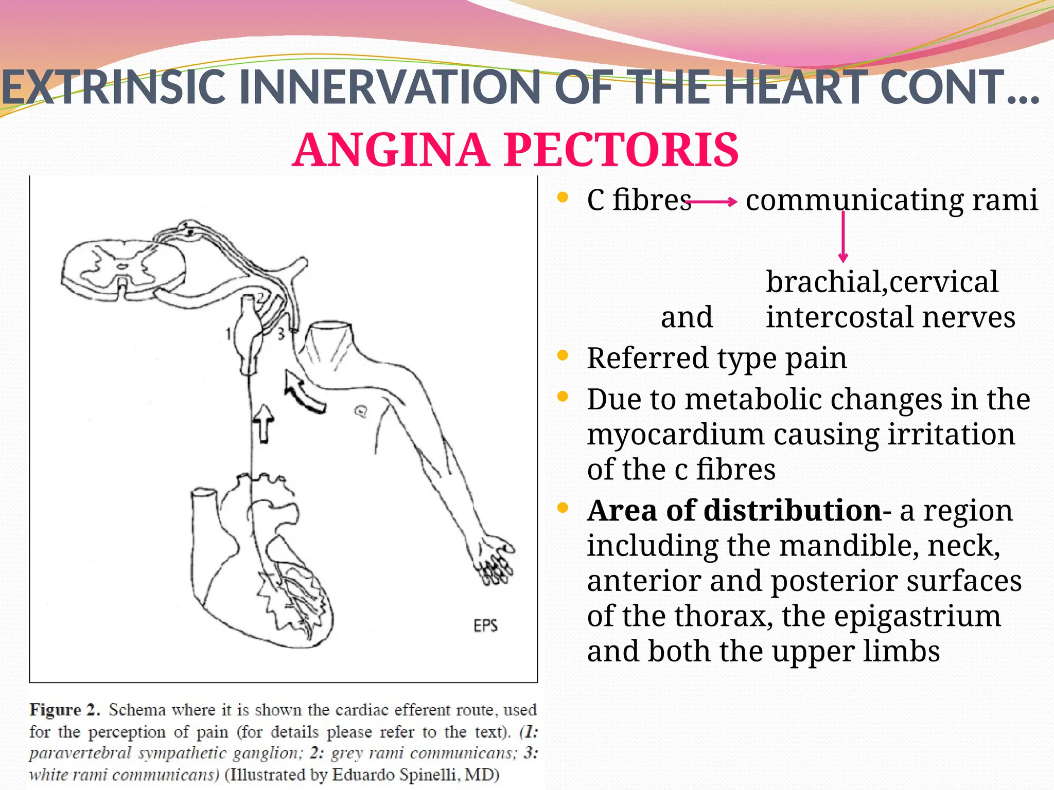 Extrinsic Innervation CARDIAC PHYSIOLOGYhhhhhhgkkkkkkllllll.pptx