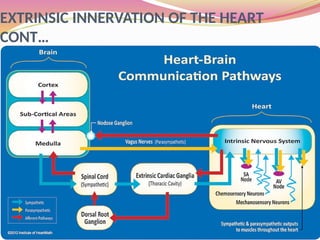 Extrinsic Innervation CARDIAC PHYSIOLOGYhhhhhhgkkkkkkllllll.pptx