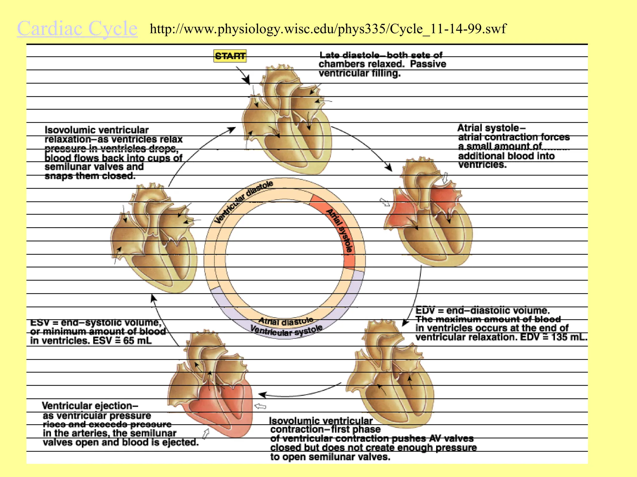 Cardiac Cycle http://www.physiology.wisc.edu/phys335/Cycle_11-14-99.swf
 