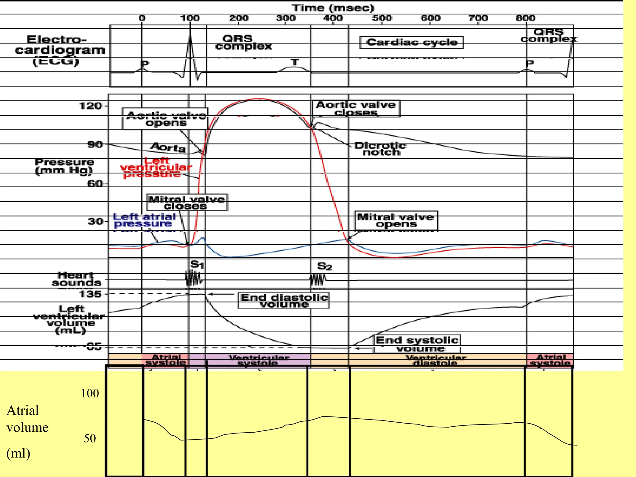 Atrial
volume
(ml)
100
50
 