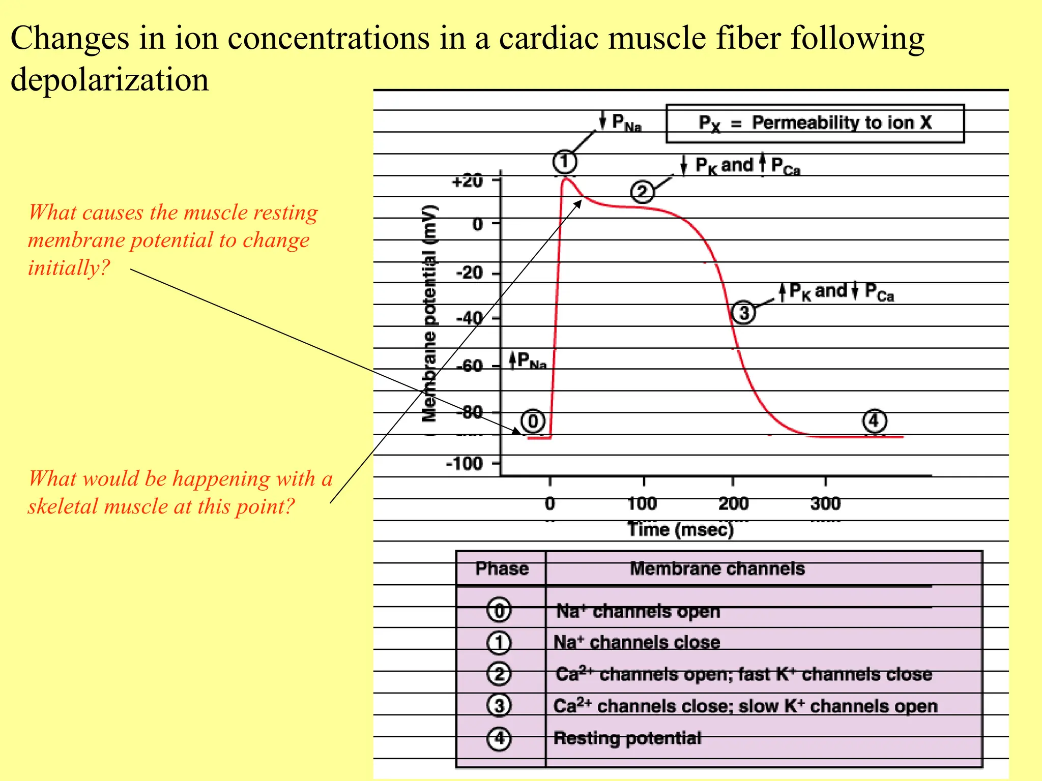 Changes in ion concentrations in a cardiac muscle fiber following
depolarization
What causes the muscle resting
membrane potential to change
initially?
What would be happening with a
skeletal muscle at this point?
 