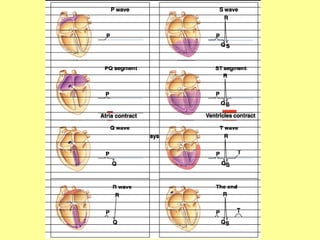 Physiology of Cardiac muscle and function.ppt