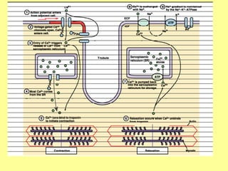Physiology of Cardiac muscle and function.ppt