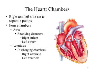 10
The Heart: Chambers
• Right and left side act as
separate pumps
• Four chambers
– Atria
• Receiving chambers
– Right atrium
– Left atrium
– Ventricles
• Discharging chambers
– Right ventricle
– Left ventricle
 