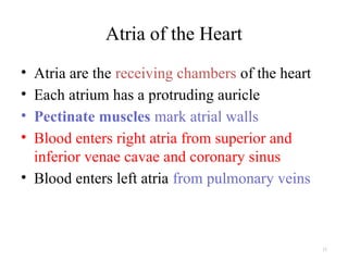 11
Atria of the Heart
• Atria are the receiving chambers of the heart
• Each atrium has a protruding auricle
• Pectinate muscles mark atrial walls
• Blood enters right atria from superior and
inferior venae cavae and coronary sinus
• Blood enters left atria from pulmonary veins
 