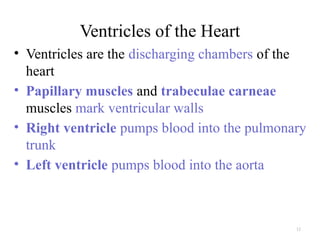 12
Ventricles of the Heart
• Ventricles are the discharging chambers of the
heart
• Papillary muscles and trabeculae carneae
muscles mark ventricular walls
• Right ventricle pumps blood into the pulmonary
trunk
• Left ventricle pumps blood into the aorta
 