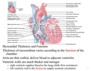 13
Myocardial Thickness and Function
Thickness of myocardium varies according to the function of the
chamber
Atria are thin walled, deliver blood to adjacent ventricles
Ventricle walls are much thicker and stronger
– right ventricle supplies blood to the lungs (little flow resistance)
– left ventricle wall is the thickest to supply systemic circulation
 