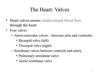 14
The Heart: Valves
• Heart valves ensure unidirectional blood flow
through the heart
• Four valves
– Atrioventricular valves – between atria and ventricles
• Bicuspid valve (left)
• Tricuspid valve (right)
– Semilunar valves between ventricle and artery
• Pulmonary semilunar valve
• Aortic semilunar valve
 