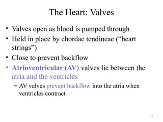 15
The Heart: Valves
• Valves open as blood is pumped through
• Held in place by chordae tendineae (“heart
strings”)
• Close to prevent backflow
• Atrioventricular (AV) valves lie between the
atria and the ventricles
– AV valves prevent backflow into the atria when
ventricles contract
 