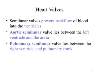 16
Heart Valves
• Semilunar valves prevent backflow of blood
into the ventricles
• Aortic semilunar valve lies between the left
ventricle and the aorta
• Pulmonary semilunar valve lies between the
right ventricle and pulmonary trunk
 