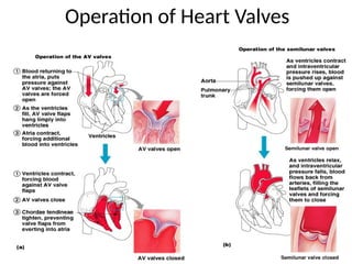 17
Operation of Heart Valves
 