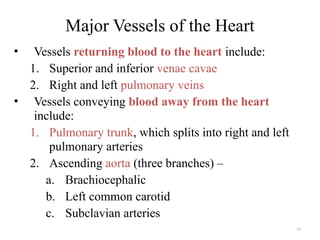 18
• Vessels returning blood to the heart include:
1. Superior and inferior venae cavae
2. Right and left pulmonary veins
• Vessels conveying blood away from the heart
include:
1. Pulmonary trunk, which splits into right and left
pulmonary arteries
2. Ascending aorta (three branches) –
a. Brachiocephalic
b. Left common carotid
c. Subclavian arteries
Major Vessels of the Heart
 