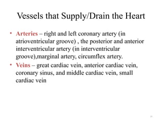19
• Arteries – right and left coronary artery (in
atrioventricular groove) , the posterior and anterior
interventricular artery (in interventricular
groove),marginal artery, circumflex artery.
• Veins – great cardiac vein, anterior cardiac vein,
coronary sinus, and middle cardiac vein, small
cardiac vein
Vessels that Supply/Drain the Heart
 