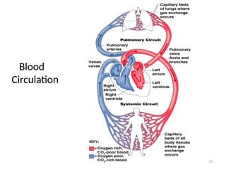 23
Blood
Circulation
 