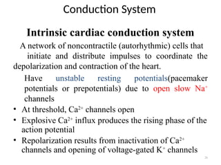 26
Conduction System
Intrinsic cardiac conduction system
A network of noncontractile (autorhythmic) cells that
initiate and distribute impulses to coordinate the
depolarization and contraction of the heart.
Have unstable resting potentials(pacemaker
potentials or prepotentials) due to open slow Na+
channels
• At threshold, Ca2+
channels open
• Explosive Ca2+
influx produces the rising phase of the
action potential
• Repolarization results from inactivation of Ca2+
channels and opening of voltage-gated K+
channels
 