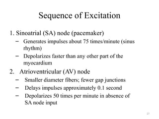 27
Sequence of Excitation
1. Sinoatrial (SA) node (pacemaker)
– Generates impulses about 75 times/minute (sinus
rhythm)
– Depolarizes faster than any other part of the
myocardium
2. Atrioventricular (AV) node
– Smaller diameter fibers; fewer gap junctions
– Delays impulses approximately 0.1 second
– Depolarizes 50 times per minute in absence of
SA node input
 