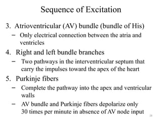 28
Sequence of Excitation
3. Atrioventricular (AV) bundle (bundle of His)
– Only electrical connection between the atria and
ventricles
4. Right and left bundle branches
– Two pathways in the interventricular septum that
carry the impulses toward the apex of the heart
5. Purkinje fibers
– Complete the pathway into the apex and ventricular
walls
– AV bundle and Purkinje fibers depolarize only
30 times per minute in absence of AV node input
 