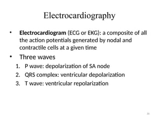 30
Electrocardiography
• Electrocardiogram (ECG or EKG): a composite of all
the action potentials generated by nodal and
contractile cells at a given time
• Three waves
1. P wave: depolarization of SA node
2. QRS complex: ventricular depolarization
3. T wave: ventricular repolarization
 