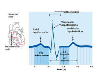 31
Sinoatrial
node
Atrioventricular
node
Atrial
depolarization
QRS complex
Ventricular
depolarization
Ventricular
repolarization
P-Q
Interval
S-T
Segment
Q-T
Interval
 