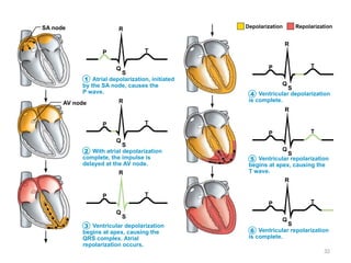 32
Atrial depolarization, initiated
by the SA node, causes the
P wave.
P
R
T
Q
S
SA node
AV node
With atrial depolarization
complete, the impulse is
delayed at the AV node.
Ventricular depolarization
begins at apex, causing the
QRS complex. Atrial
repolarization occurs.
P
R
T
Q
S
P
R
T
Q
S
Ventricular depolarization
is complete.
Ventricular repolarization
begins at apex, causing the
T wave.
Ventricular repolarization
is complete.
P
R
T
Q
S
P
R
T
Q
S
P
R
T
Q
S
Depolarization Repolarization
1
2
3
4
5
6
 