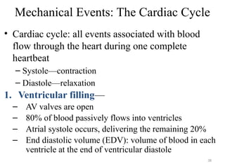 38
Mechanical Events: The Cardiac Cycle
• Cardiac cycle: all events associated with blood
flow through the heart during one complete
heartbeat
– Systole—contraction
– Diastole—relaxation
1. Ventricular filling—
– AV valves are open
– 80% of blood passively flows into ventricles
– Atrial systole occurs, delivering the remaining 20%
– End diastolic volume (EDV): volume of blood in each
ventricle at the end of ventricular diastole
 