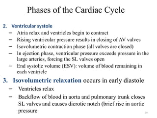 39
Phases of the Cardiac Cycle
2. Ventricular systole
– Atria relax and ventricles begin to contract
– Rising ventricular pressure results in closing of AV valves
– Isovolumetric contraction phase (all valves are closed)
– In ejection phase, ventricular pressure exceeds pressure in the
large arteries, forcing the SL valves open
– End systolic volume (ESV): volume of blood remaining in
each ventricle
3. Isovolumetric relaxation occurs in early diastole
– Ventricles relax
– Backflow of blood in aorta and pulmonary trunk closes
SL valves and causes dicrotic notch (brief rise in aortic
pressure
 
