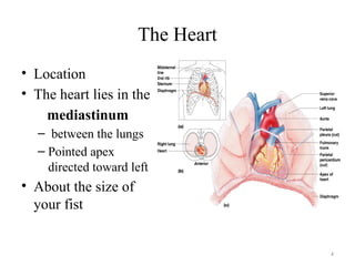4
The Heart
• Location
• The heart lies in the
mediastinum
– between the lungs
– Pointed apex
directed toward left
• About the size of
your fist
 