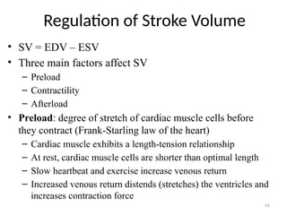41
Regulation of Stroke Volume
• SV = EDV – ESV
• Three main factors affect SV
– Preload
– Contractility
– Afterload
• Preload: degree of stretch of cardiac muscle cells before
they contract (Frank-Starling law of the heart)
– Cardiac muscle exhibits a length-tension relationship
– At rest, cardiac muscle cells are shorter than optimal length
– Slow heartbeat and exercise increase venous return
– Increased venous return distends (stretches) the ventricles and
increases contraction force
 