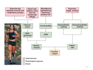 44
Venous
return
Contractility
Sympathetic
activity
Parasympathetic
activity
EDV
(preload)
Stroke
volume
Heart
rate
Cardiac
output
ESV
Exercise (by
skeletal muscle and
respiratory pumps;
Heart rate
(allows more
time for
ventricular
filling)
Bloodborne
epinephrine,
thyroxine,
excess Ca2+
Exercise,
fright, anxiety
Initial stimulus
Result
Physiological response
 