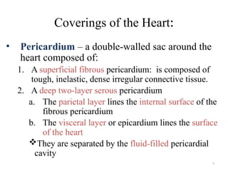6
Coverings of the Heart:
• Pericardium – a double-walled sac around the
heart composed of:
1. A superficial fibrous pericardium: is composed of
tough, inelastic, dense irregular connective tissue.
2. A deep two-layer serous pericardium
a. The parietal layer lines the internal surface of the
fibrous pericardium
b. The visceral layer or epicardium lines the surface
of the heart
They are separated by the fluid-filled pericardial
cavity
 