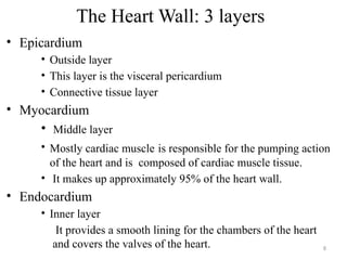 8
The Heart Wall: 3 layers
• Epicardium
• Outside layer
• This layer is the visceral pericardium
• Connective tissue layer
• Myocardium
• Middle layer
• Mostly cardiac muscle is responsible for the pumping action
of the heart and is composed of cardiac muscle tissue.
• It makes up approximately 95% of the heart wall.
• Endocardium
• Inner layer
It provides a smooth lining for the chambers of the heart
and covers the valves of the heart.
 
