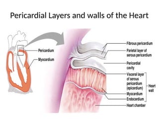 9
Pericardial Layers and walls of the Heart
 