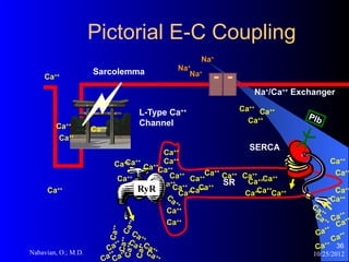 Cardiac Physiology.ppsx, Dr Omid Nabavian, anesthesiologist, assistant ...