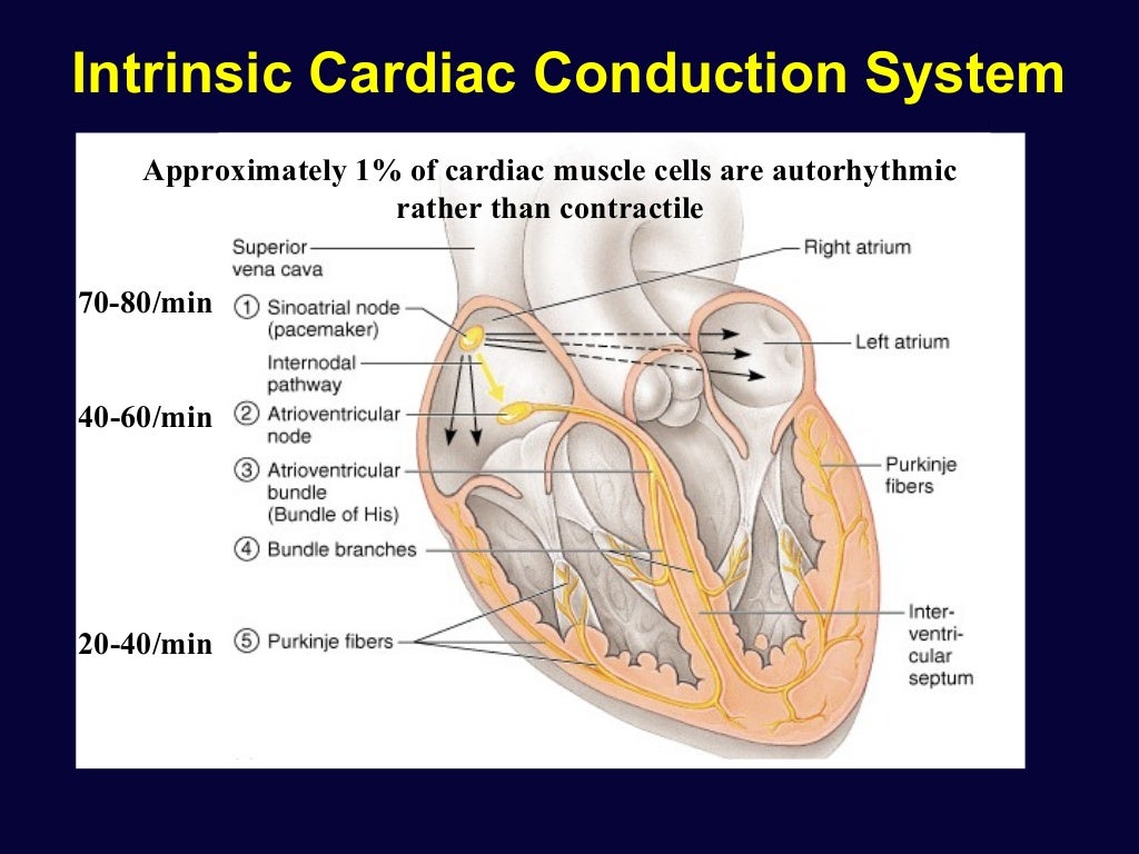 Cardiac physiology