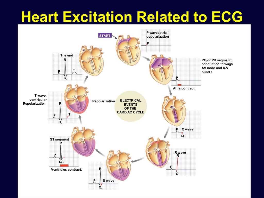 Cardiac physiology