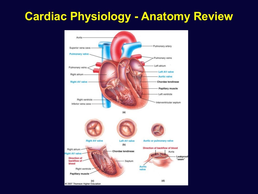 Cardiac physiology