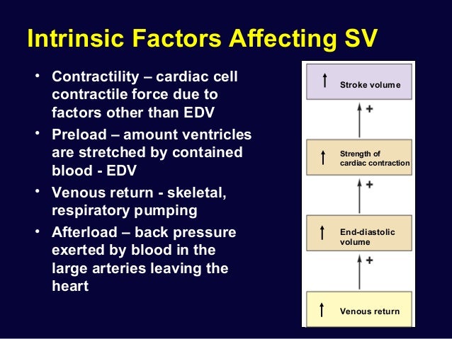 Cardiac physiology