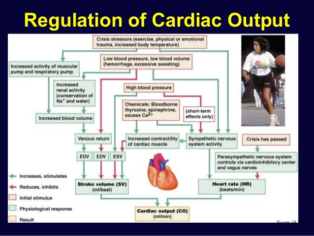 Cardiac physiology