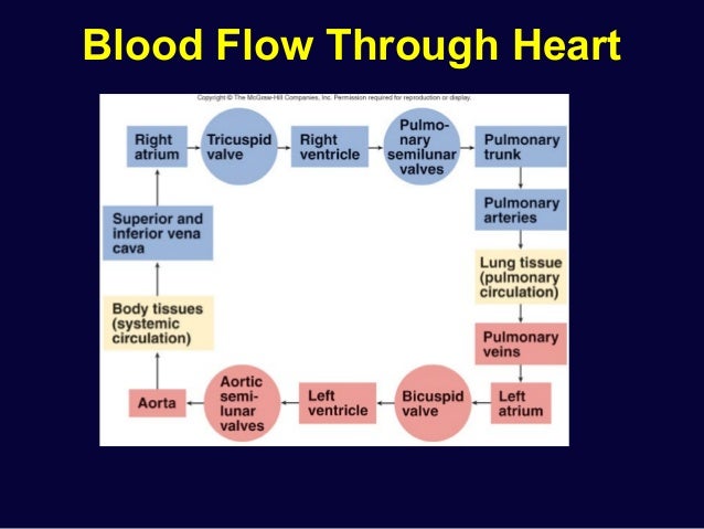 blood flow through the diagram step by step cardiac physiology blood flow through the diagram step by step cardiac physiology