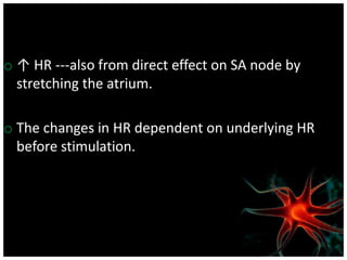 o ↑ HR ---also from direct effect on SA node by
stretching the atrium.
o The changes in HR dependent on underlying HR
before stimulation.
 