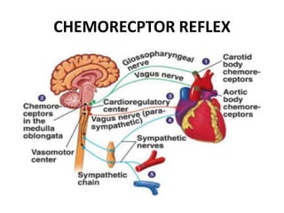 CHEMORECPTOR REFLEX
 