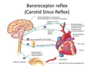 Baroreceptor reflex
(Carotid Sinus Reflex)
 