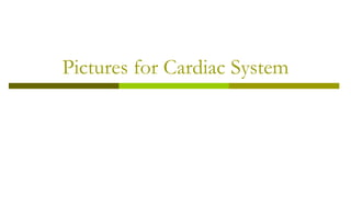 Pictures for Cardiac System
 