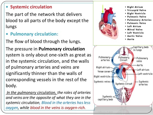 Cardiac system final
